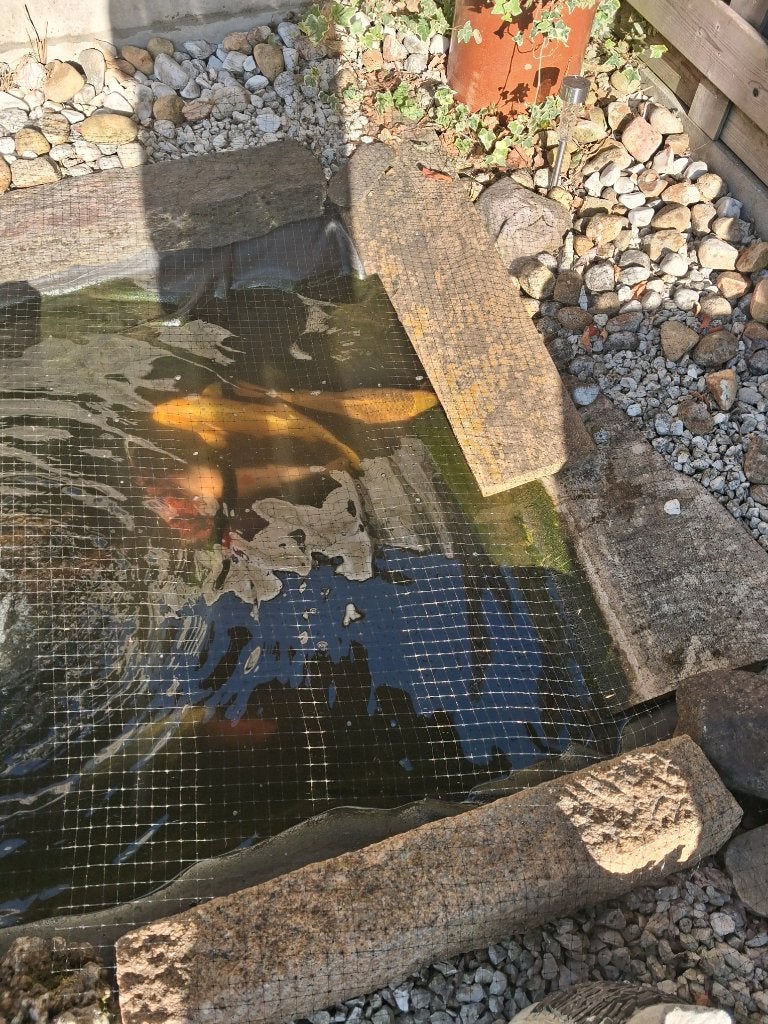 Vissen, Karper of Koi