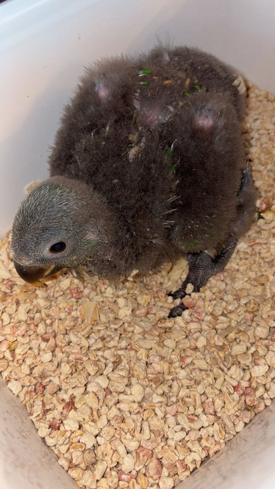Edelpapagaai baby, Dieren en Toebehoren, Mannelijk, Tam