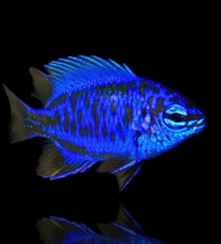 Saffier juffer, zoutwatervis, zeeaquarium, Dieren en Toebehoren