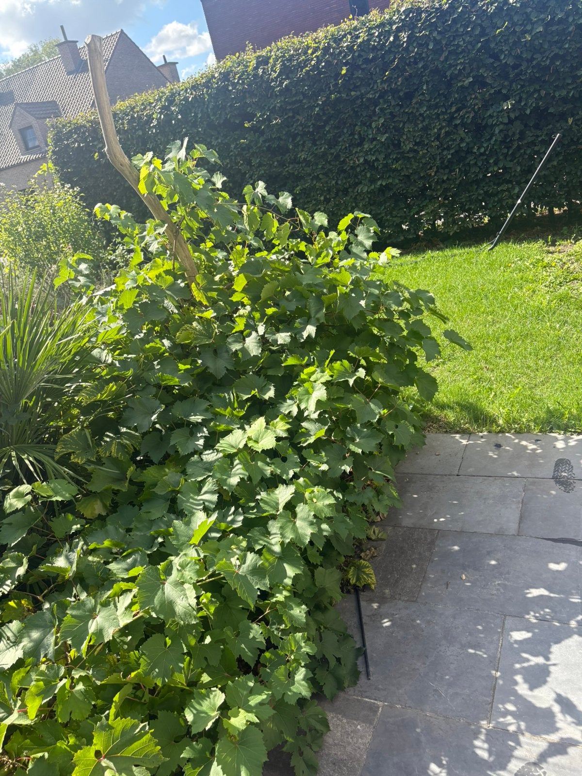 Druivelaar, Ophalen