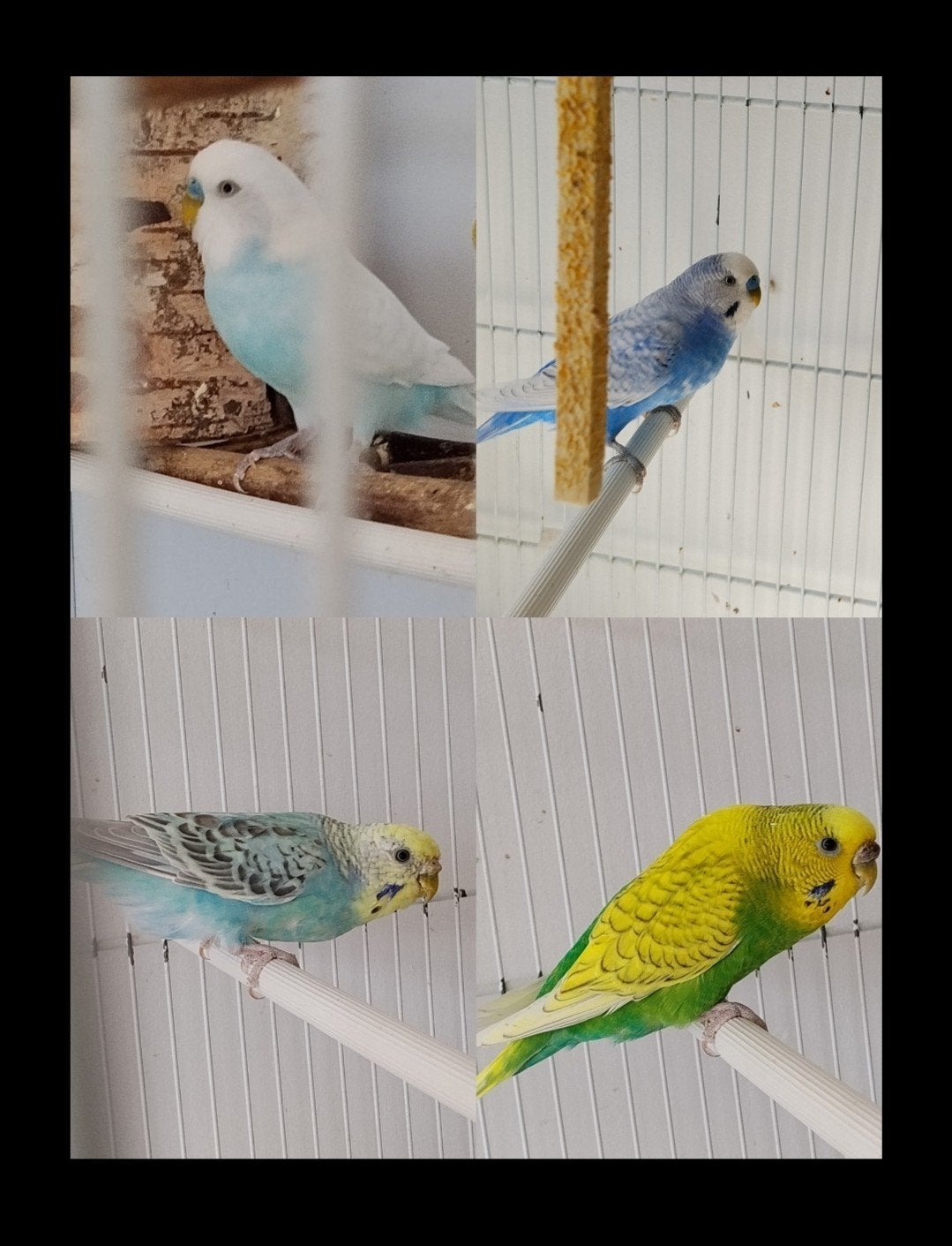 2 koppels  grasparkieten, Dieren en Toebehoren, Vogels | Parkieten en Papegaaien