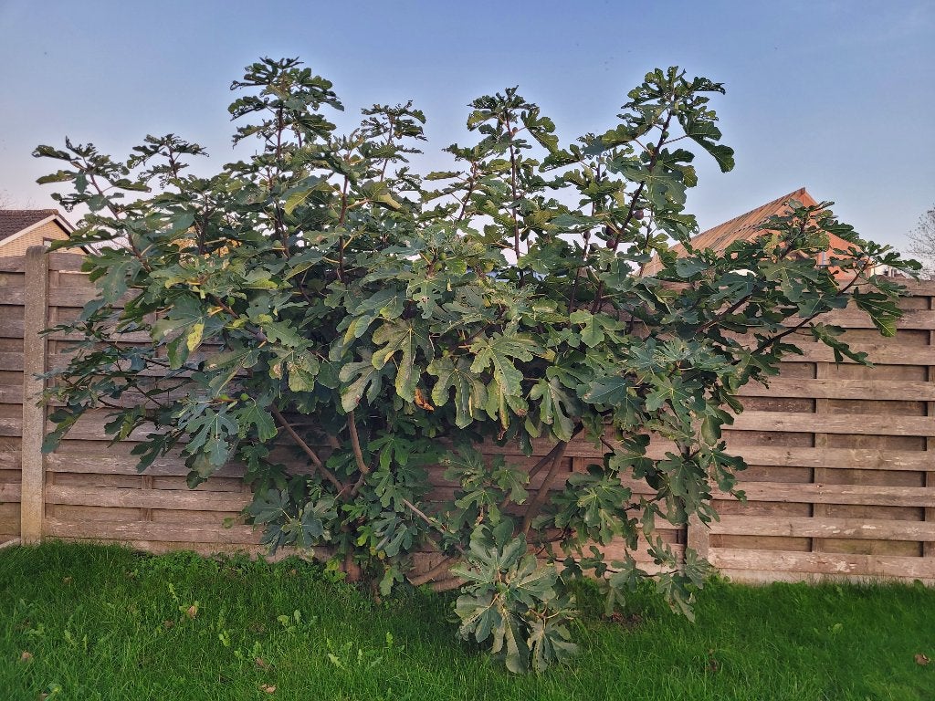 Vijgenboom, Jardin & Terrasse, Figuier, Ne fleurit pas, Enlèvement, Ombre partielle