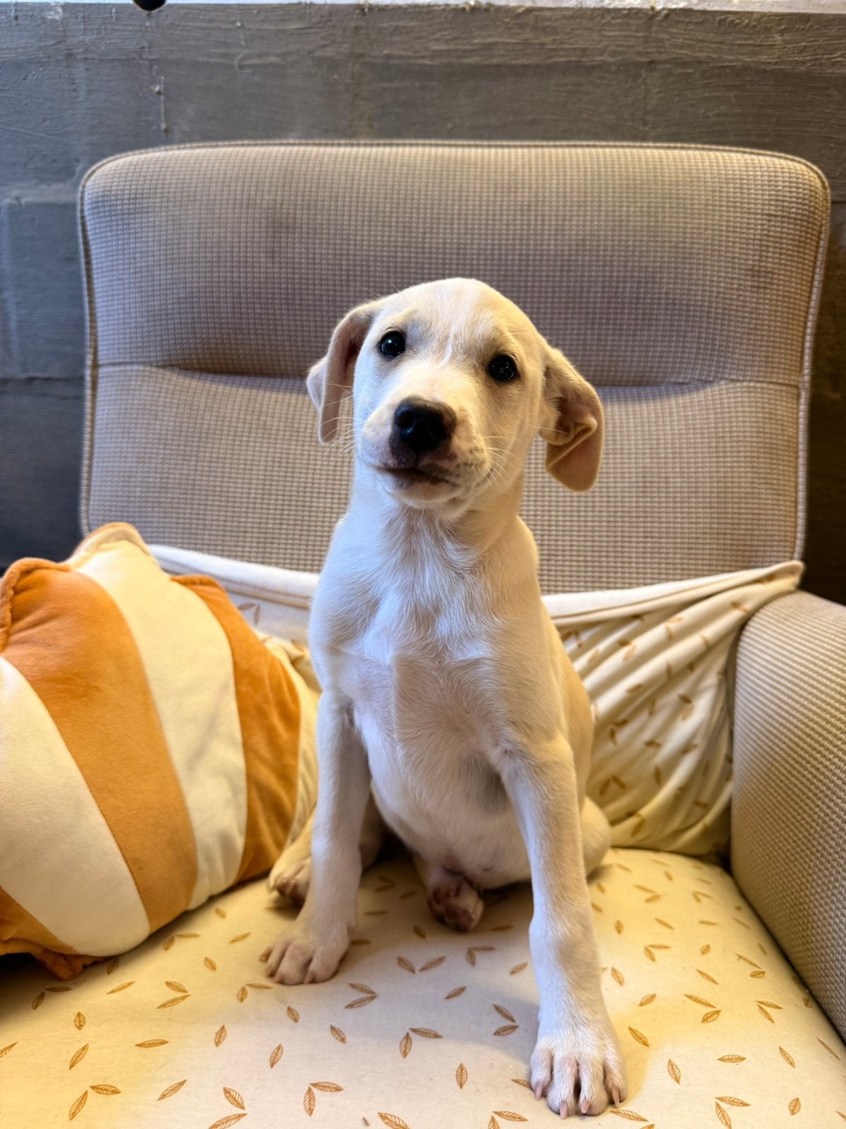 Boerenfoxen pups!, Animaux & Accessoires, Chiens | Jack Russell & Terriers, Maladie de Carré (chiens), Autres races, Plusieurs