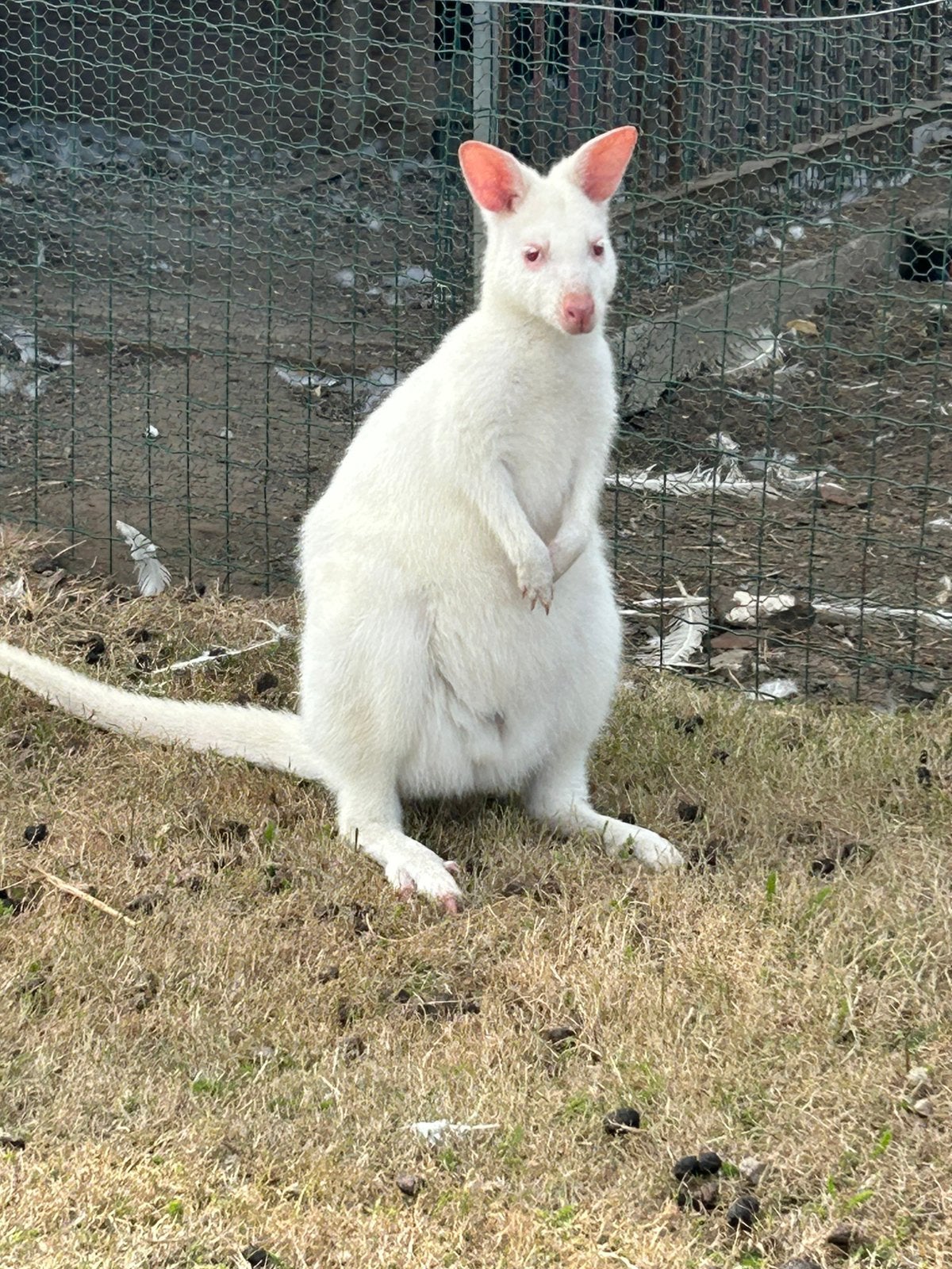 Wallaby vrouwtje 2026, Dieren en Toebehoren, Overige Dieren, Januari, Vrouwelijk