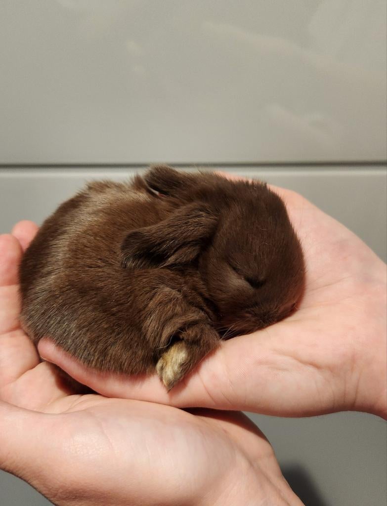 Prachtige NHD (Nederlandse Hangoor Dwerg) babykonijntjes, Dieren en Toebehoren, Konijnen