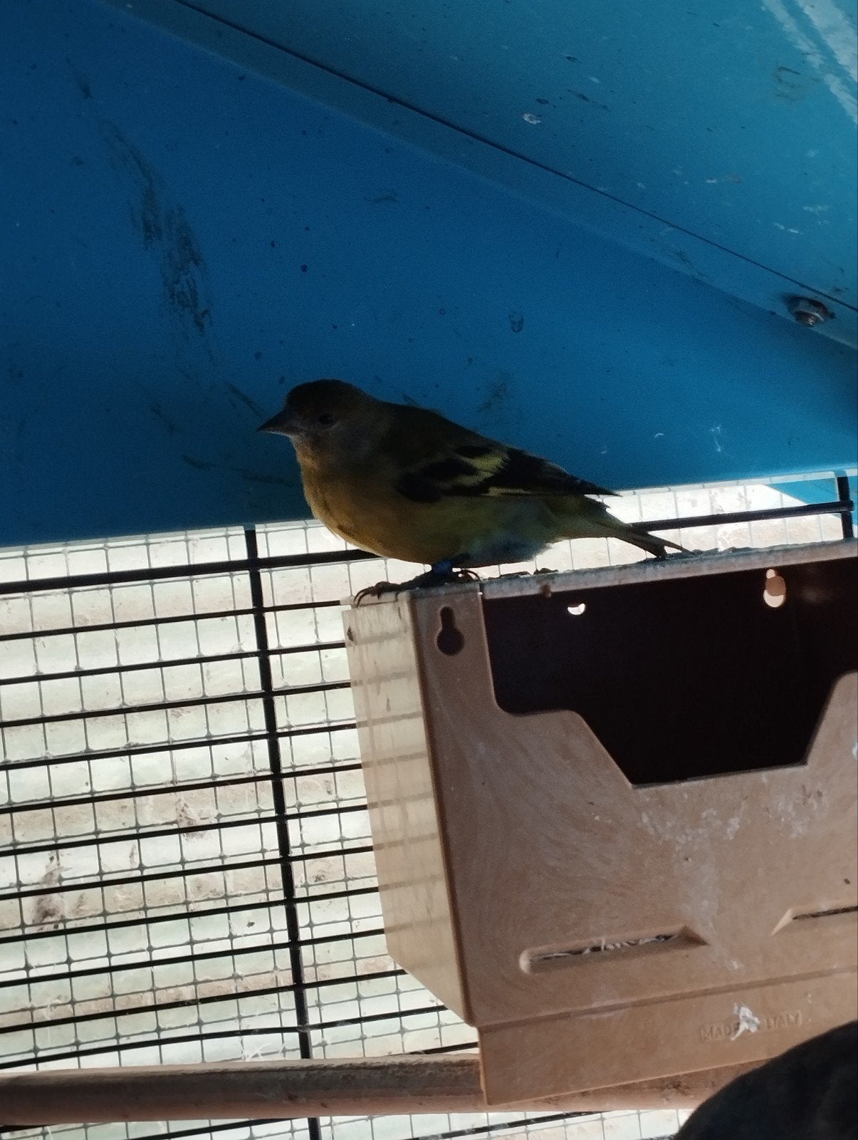 sijsje, Dieren en Toebehoren, Vogels | Kanaries