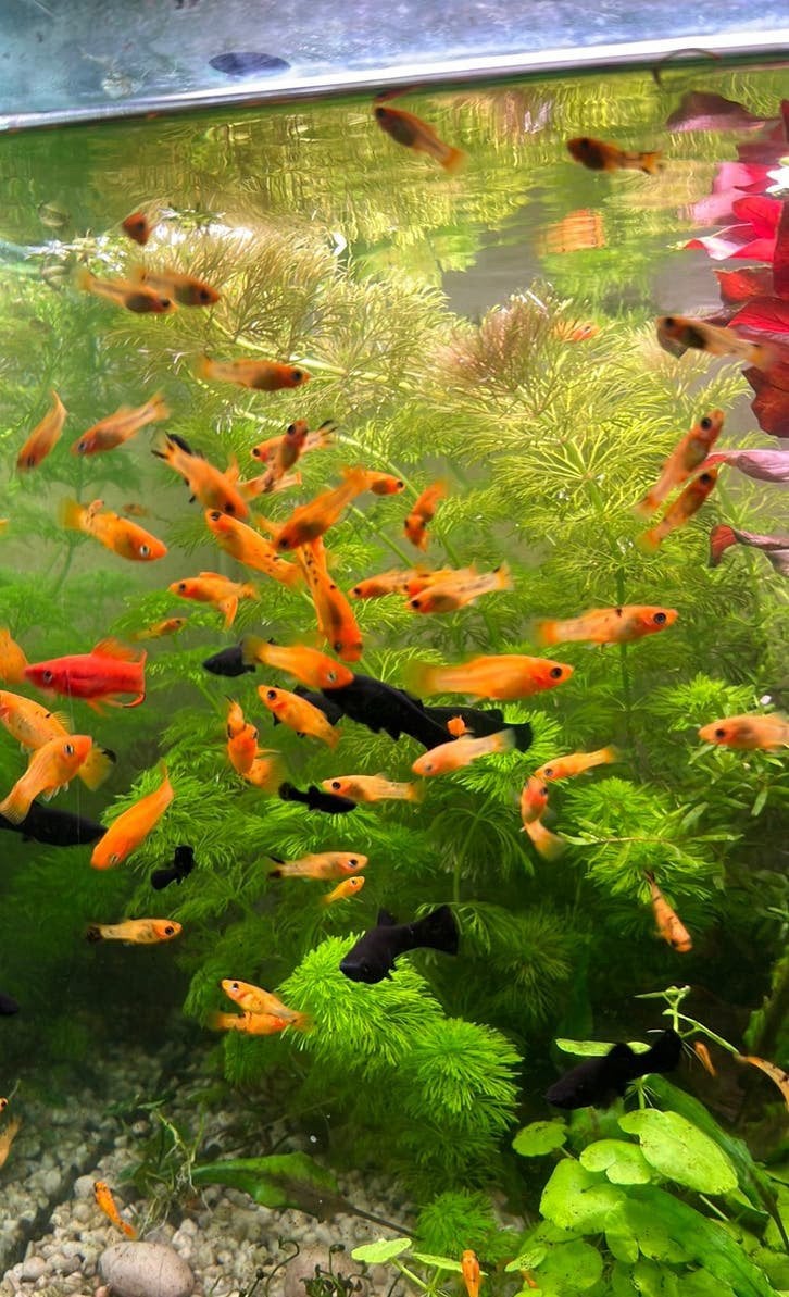 Zwarte & Gele Molly’s, Dieren en Toebehoren, Vis, Zoetwatervis