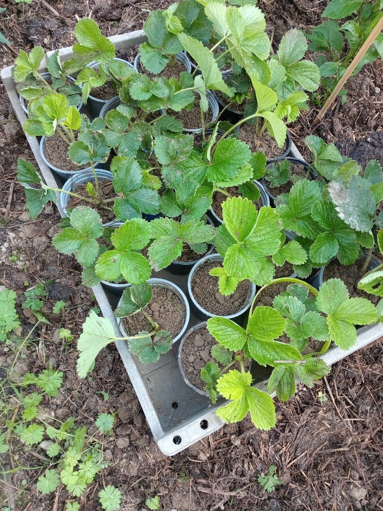 Te koop aarbei plantjes gorella, Tuin en Terras, Ophalen