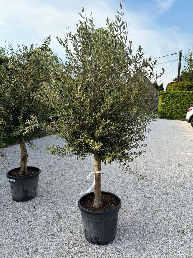 ‼️olijfbomen olea europaea aan onklopbare prijzen ‼️, Ophalen