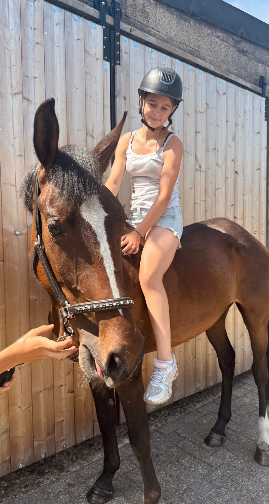 Super lieve 3 jarige ruin, Dieren en Toebehoren, Paarden, Ruin, B, Minder dan 160 cm, 3 tot 6 jaar, Recreatiepaard, Met stamboom