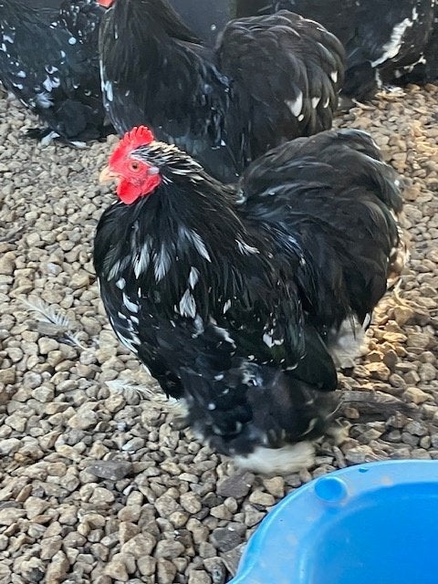 cochin krielen zwart wit gepareld, Dieren en Toebehoren, Pluimvee, Meerdere dieren, Kip