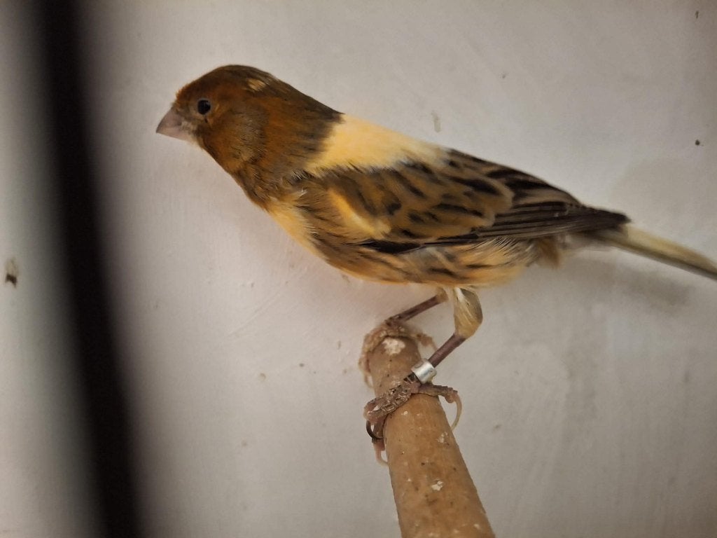 mooie kanarie (man), Dieren en Toebehoren