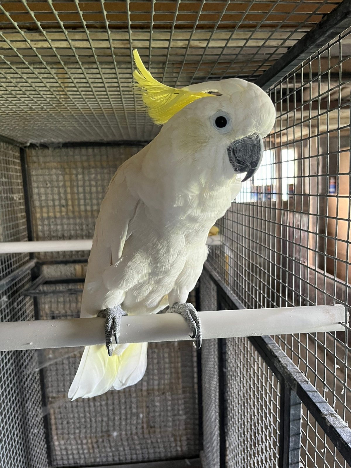 Grote geelkuif kaketoe, Dieren en Toebehoren, Papegaai, Tam