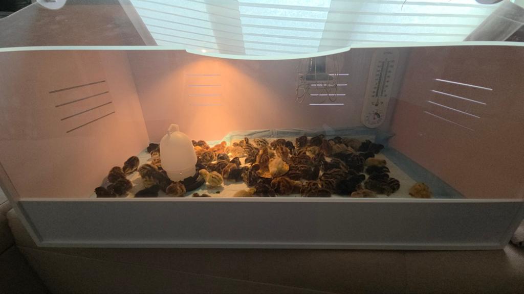 Poussins de caille géants japonais à vendre, Animaux & Accessoires, Sexe inconnu, Autres espèces