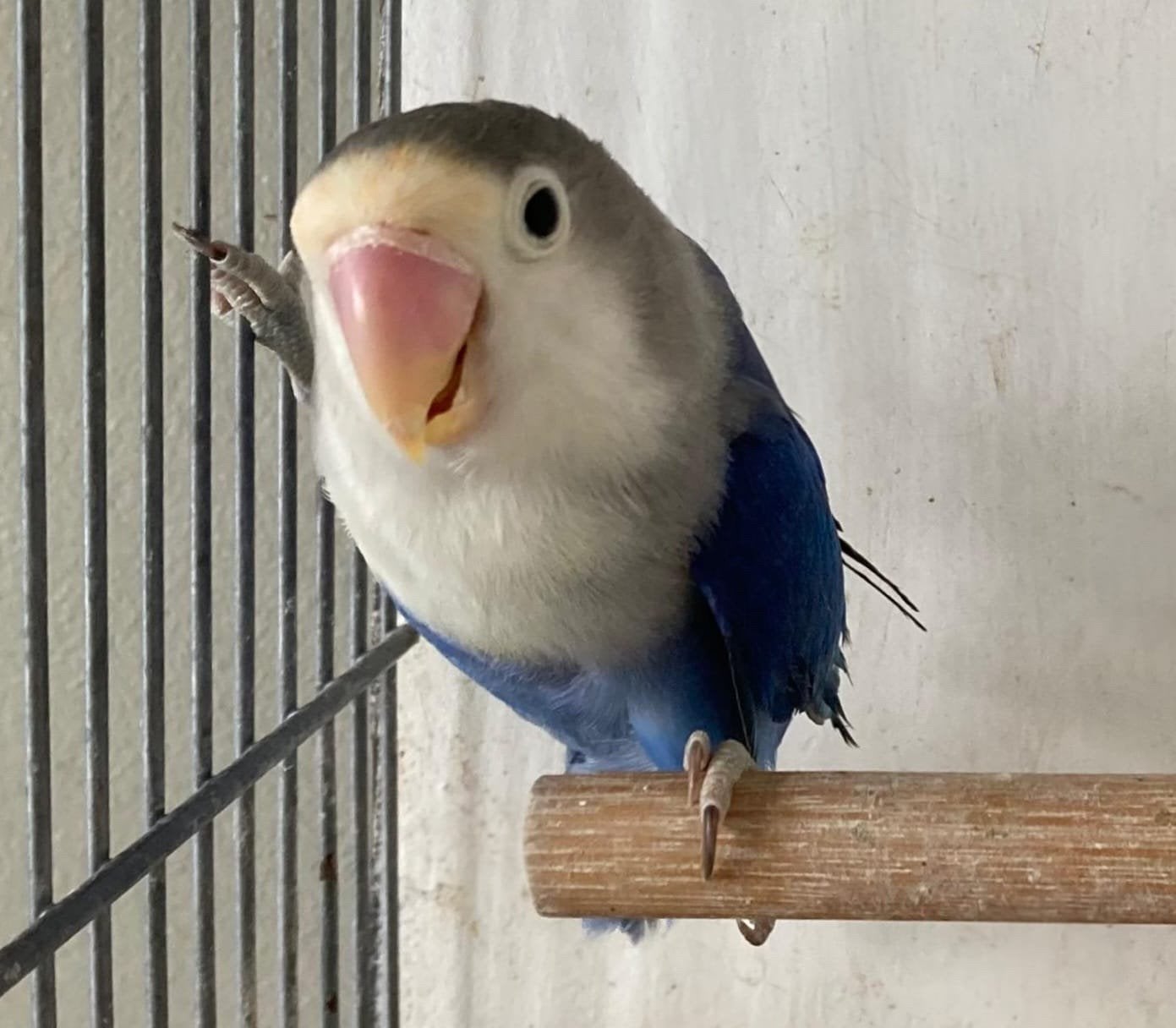 Fischerie *sapphire  * blue 2 POP 2024, Vrouwelijk, Dwergpapegaai of Agapornis, Geringd