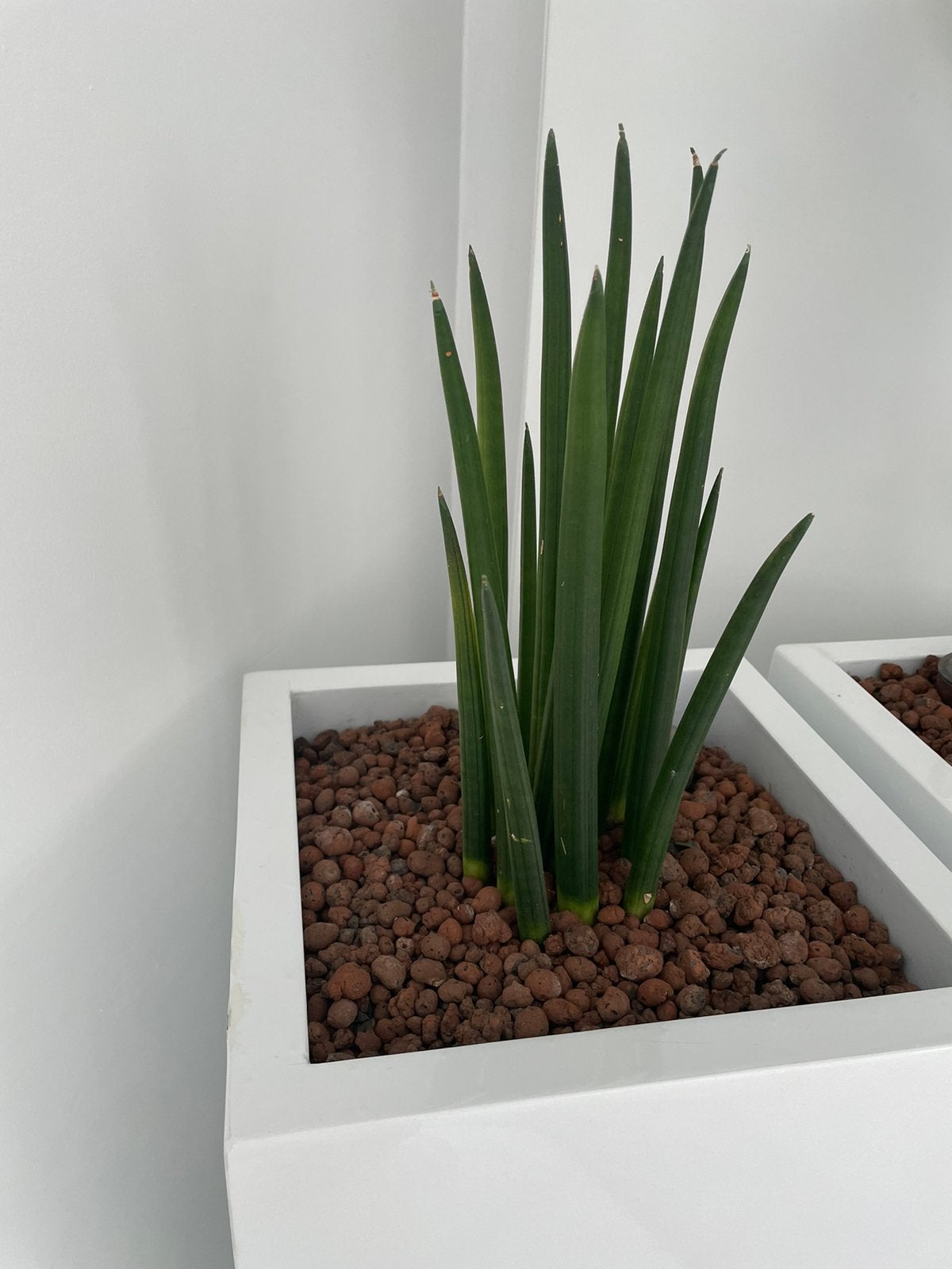 Bloembak met plant, Ophalen, Zo goed als nieuw