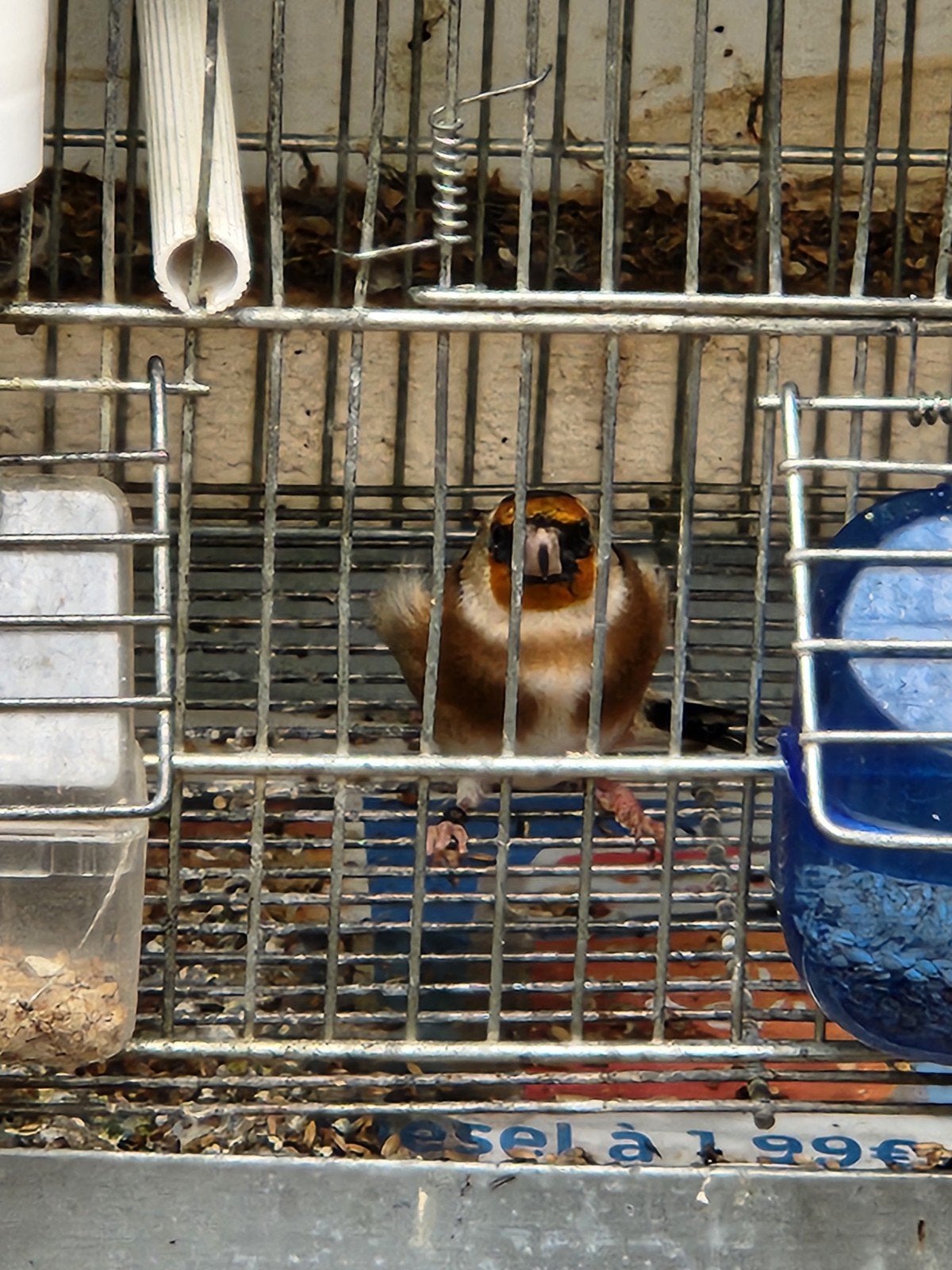 chardonneret parva espagnol 2026 2.5