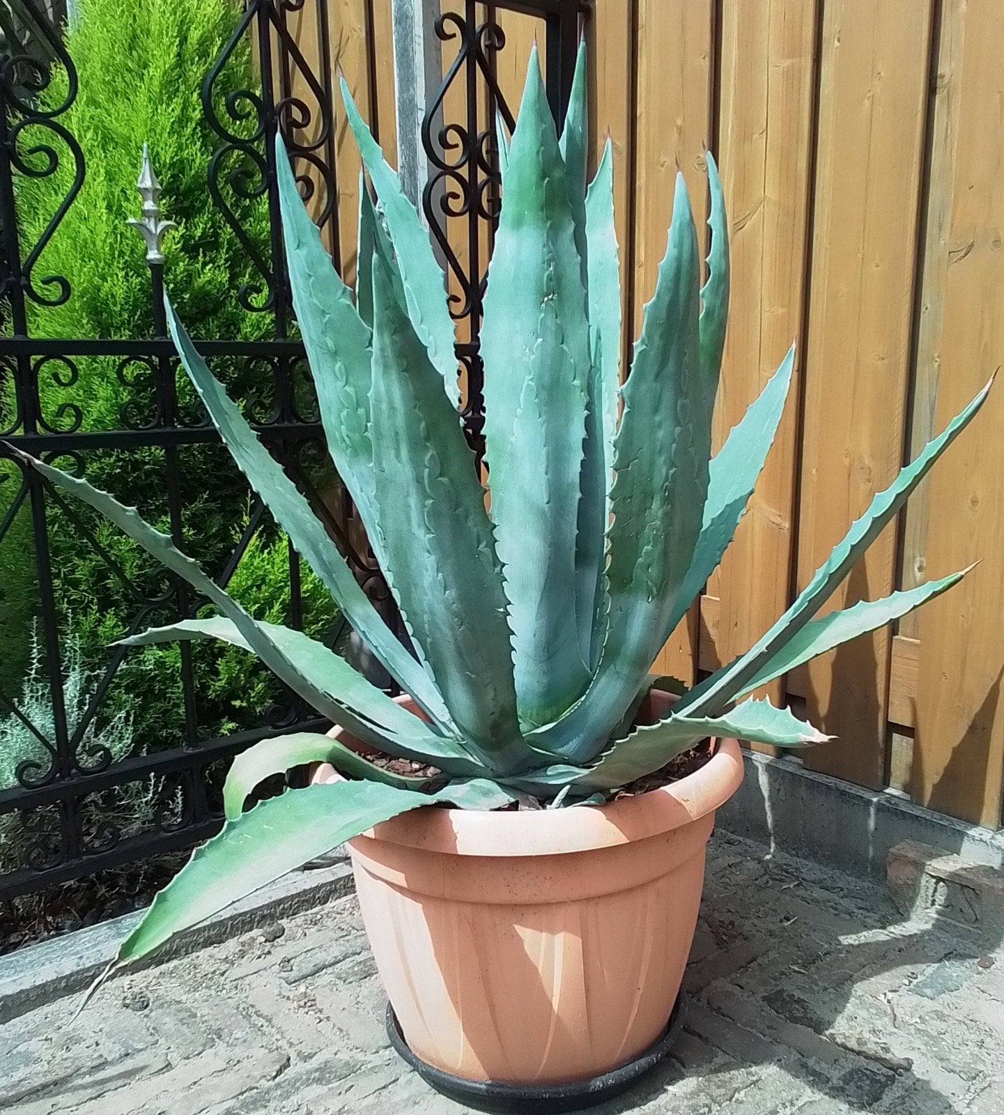 Grote Agave Americana., Volle zon, Vaste plant, Bloeit niet, Ophalen