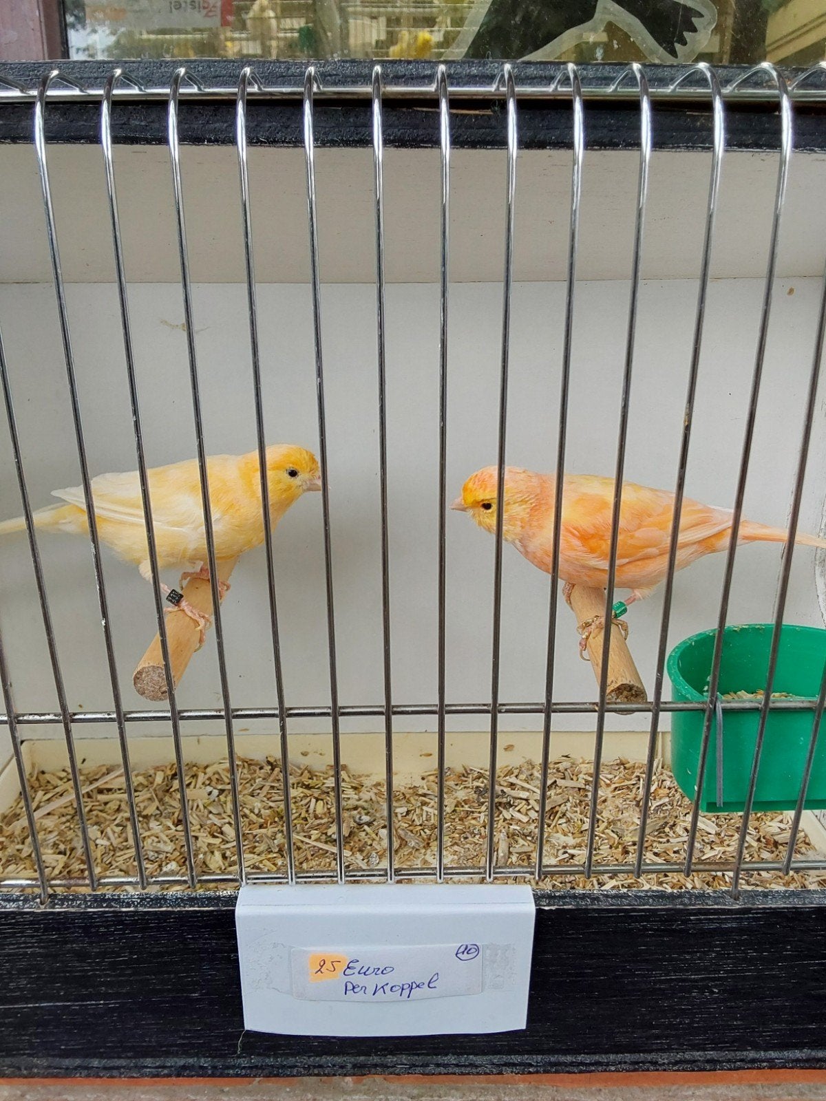 kanaries per koppel, Dieren en Toebehoren