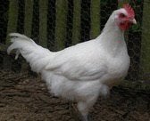 Poules de Bresse, Animaux & Accessoires, Femelle, Poule ou poulet