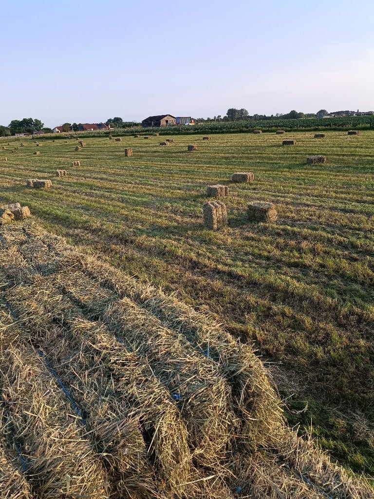 Kleine balen hooi, Enlèvement