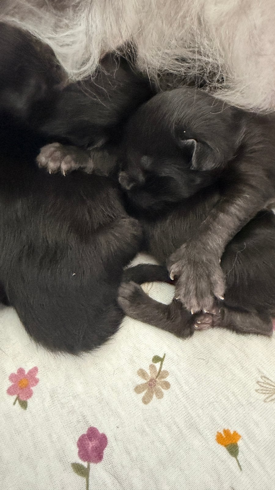 Prachtige Maine Coon kittens ️, Poes, Gechipt, 0 tot 2 jaar