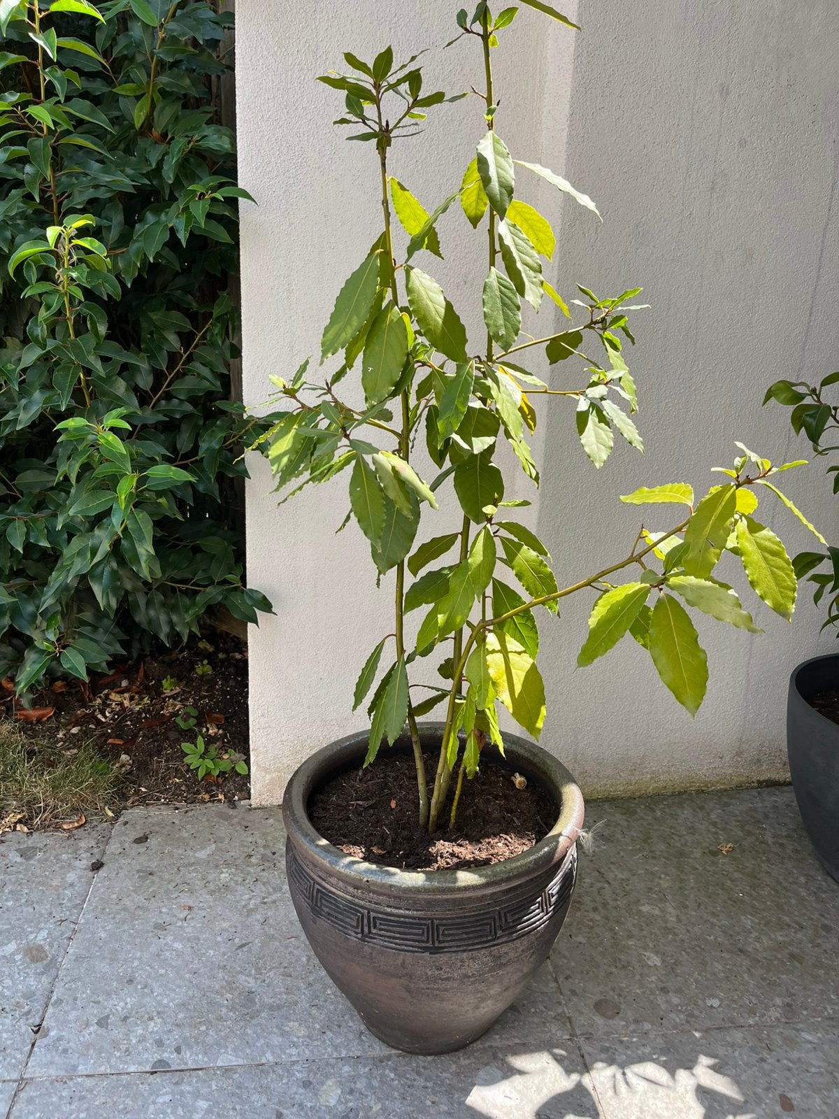 Laurierboompje 90 cm, Tuin en Terras, Ophalen, In pot, Overige soorten