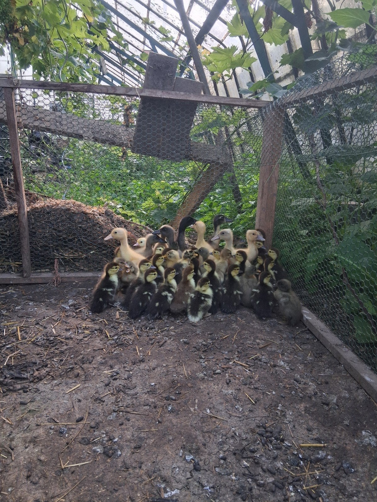 Loopeenden(diverse kleuren)babarie kuikens 6 euro per stuk, Dieren en Toebehoren, Geslacht onbekend, Eend