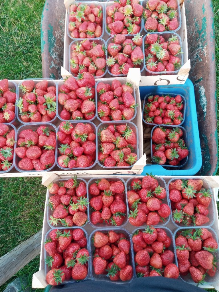 Verse aardbeien, Ophalen