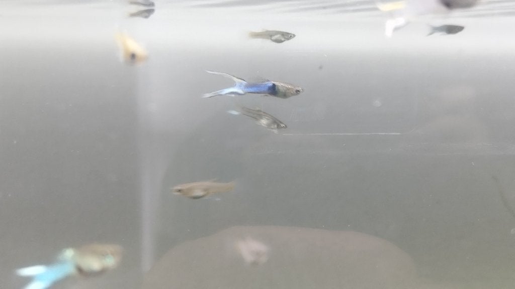 Guppy Endler Blue Japan, Animaux & Accessoires, Enlèvement, Comme neuf, Autres types