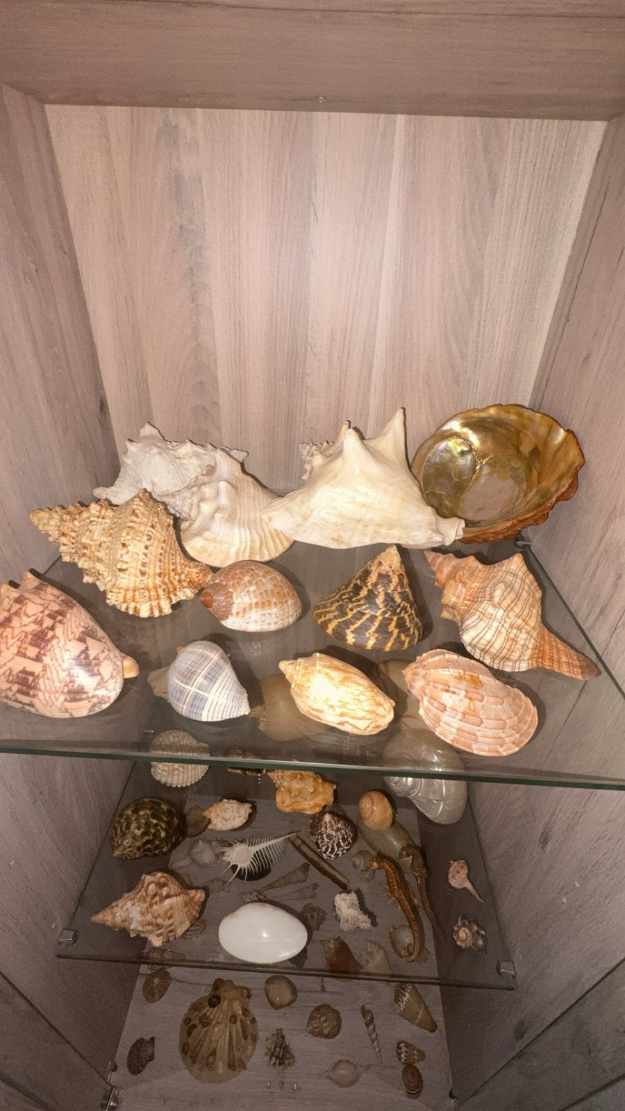 Coquillage et corail, Collections, Minéraux & Fossiles, Enlèvement, Coquillage(s)