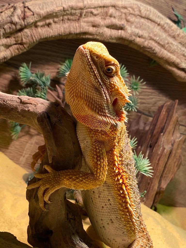 3  baardagamen zoeken goede thuis, Dieren en Toebehoren, Reptielen en Amfibieën, Hagedis, Tam, 3 tot 6 jaar