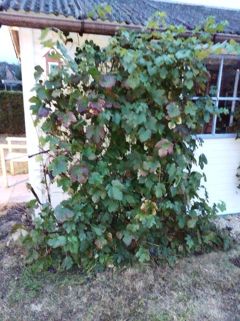 Grote volwassen druivelaar te koop, Ophalen, Volle zon, Vaste plant, Zomer