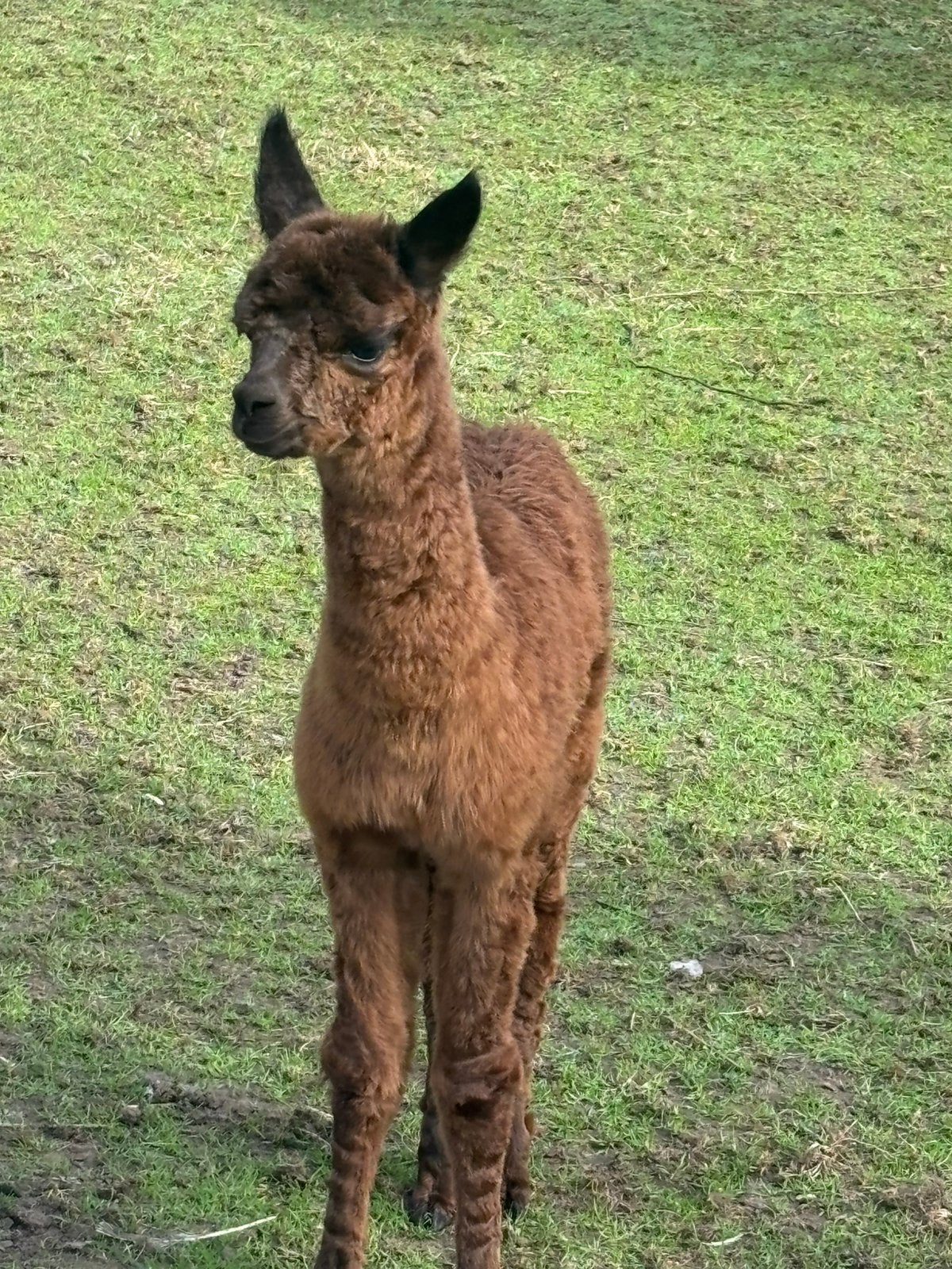 Alpaca merrie veulen, Dieren en Toebehoren, September, Vrouwelijk