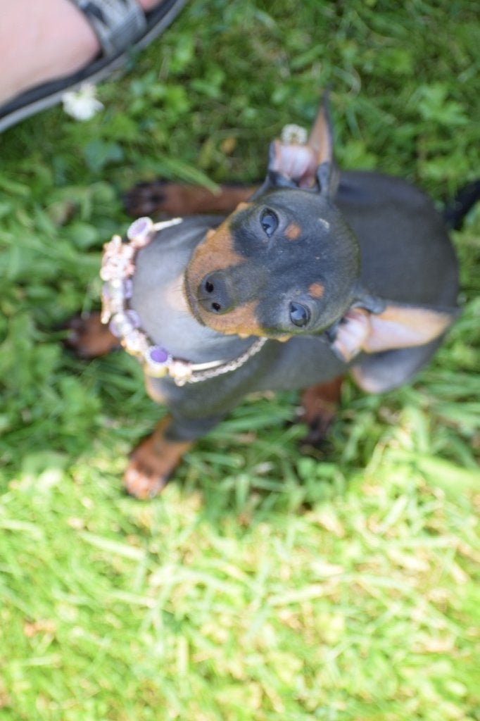 Chiots Pincher, 15 semaines à 1 an, Étranger, Hépatite contagieuse (maladie de Rubarth), Éleveur | Professionnel