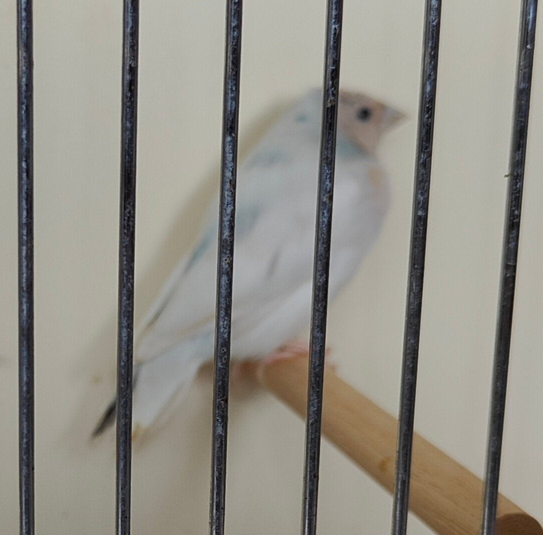 gouldamadine, Dieren en Toebehoren