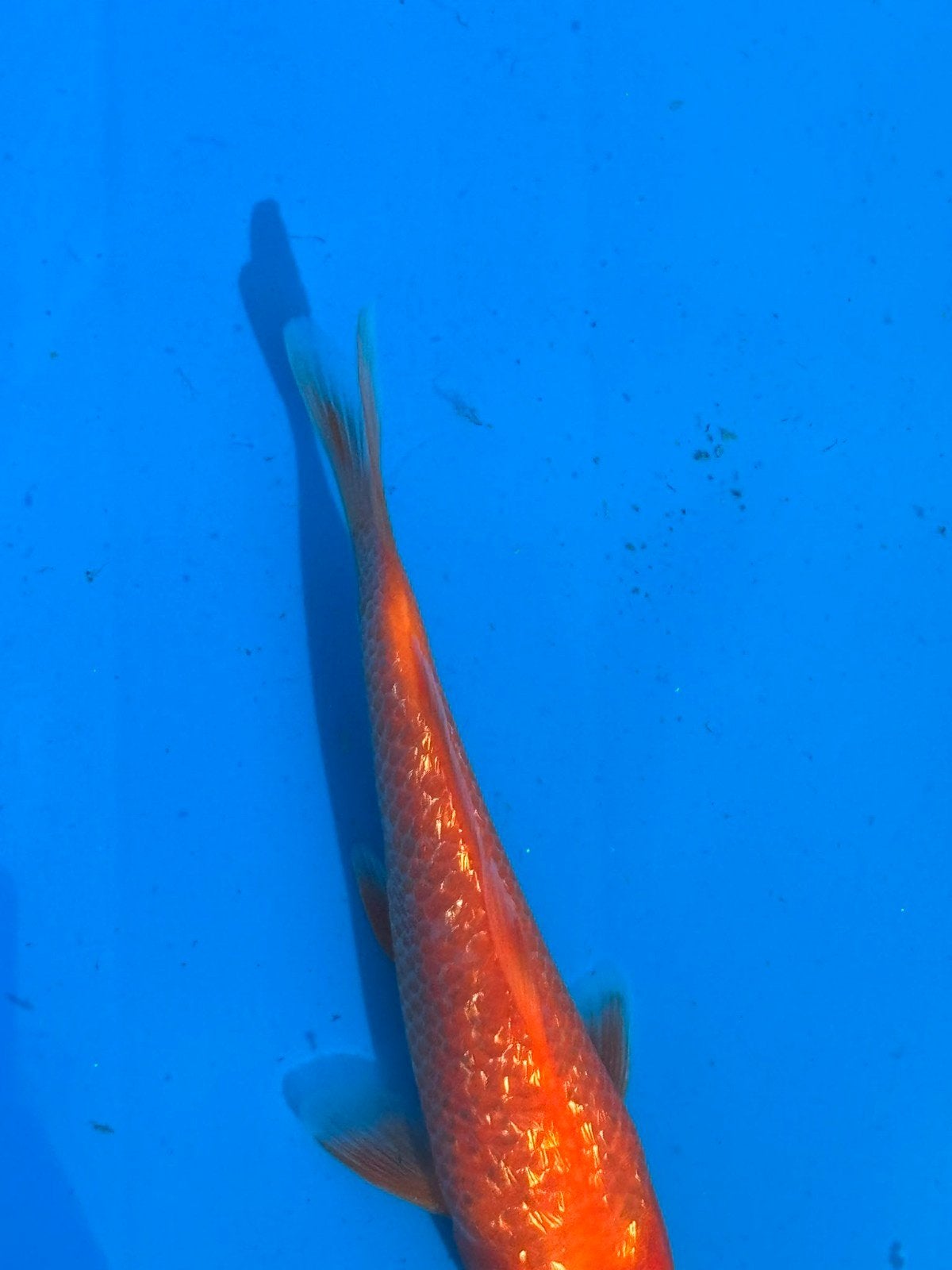 Tosai ginrin red karashigoi  Maruhiro., Dieren en Toebehoren