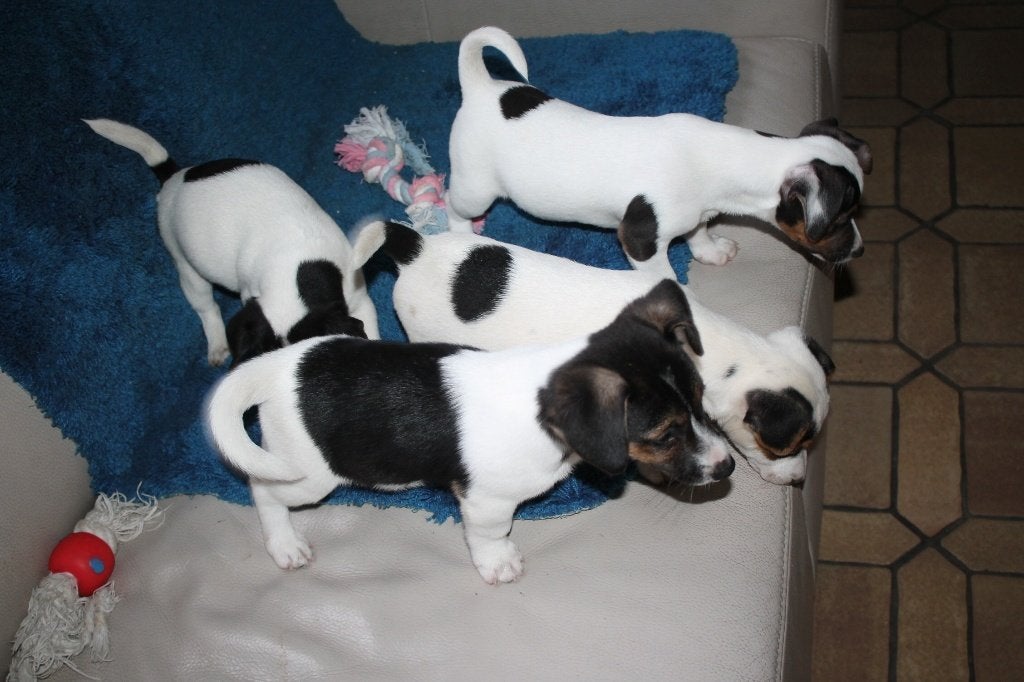 chiots Jack Russell, Maladie de Carré (chiens), Chien (mâle), Belgique, 8 à 15 semaines