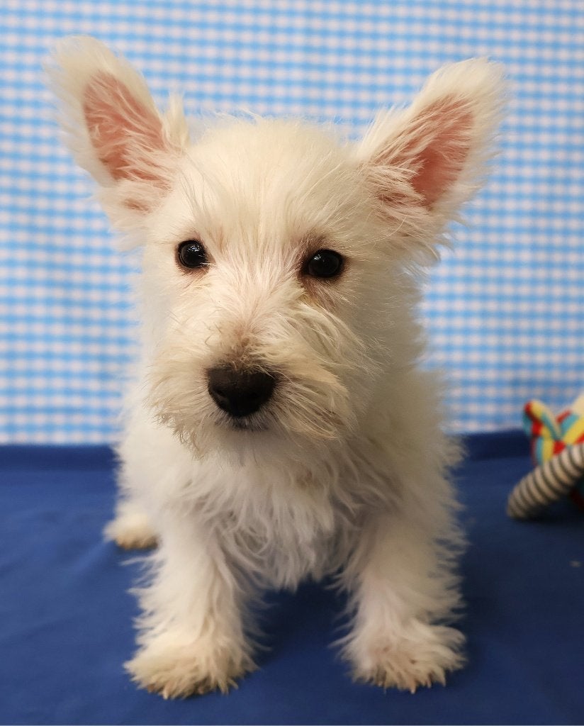 Des chiots Westie super sympas !, 15 semaines à 1 an, Chien (mâle), Autres races, Éleveur | Professionnel
