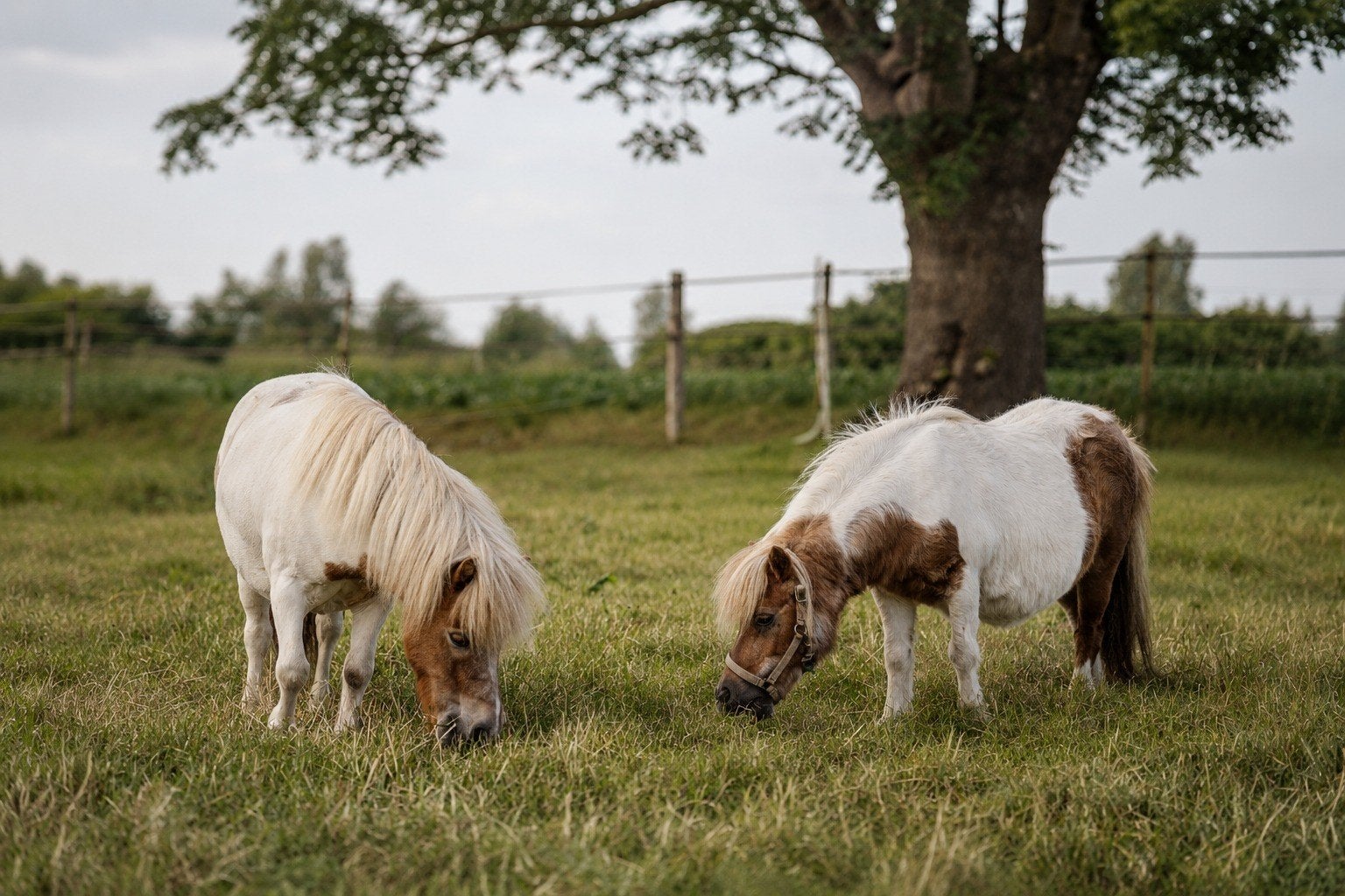 2 shetlanders zoeken nieuwe thuis, Dieren en Toebehoren