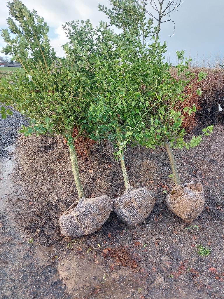 Hulstboompjes: haagplant/sierboom, Ophalen, Hulst, Struik, 250 cm of meer
