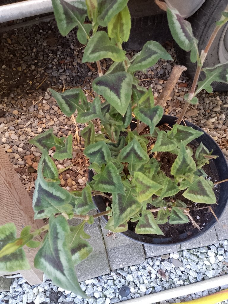 winterharde plant, Tuin en Terras, Planten | Tuinplanten, Ophalen