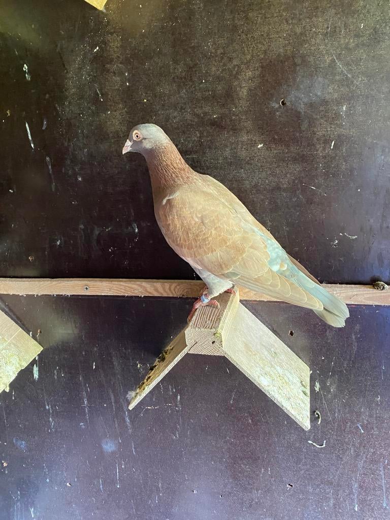 Choco duiven, Dieren en Toebehoren