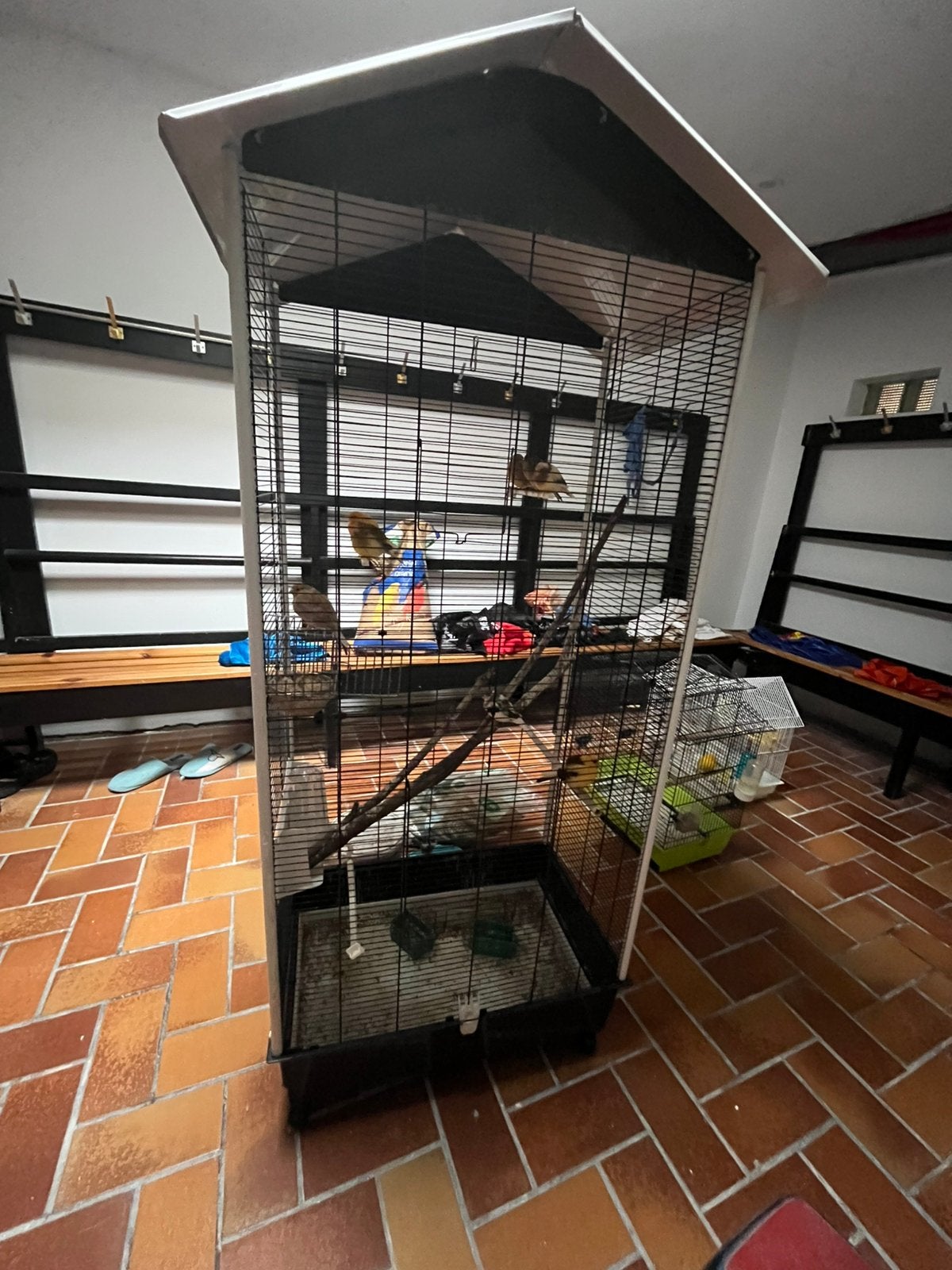 12 canaris, Animaux & Accessoires, Enlèvement, Neuf