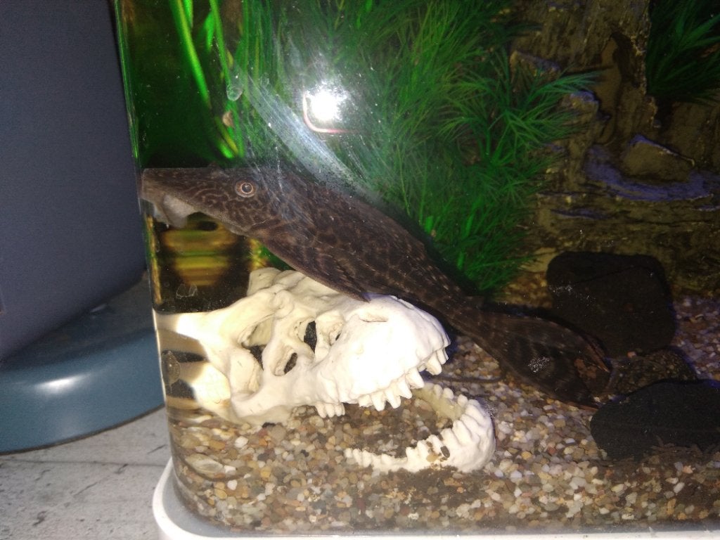 Pleco, Poisson, Poisson d'eau douce