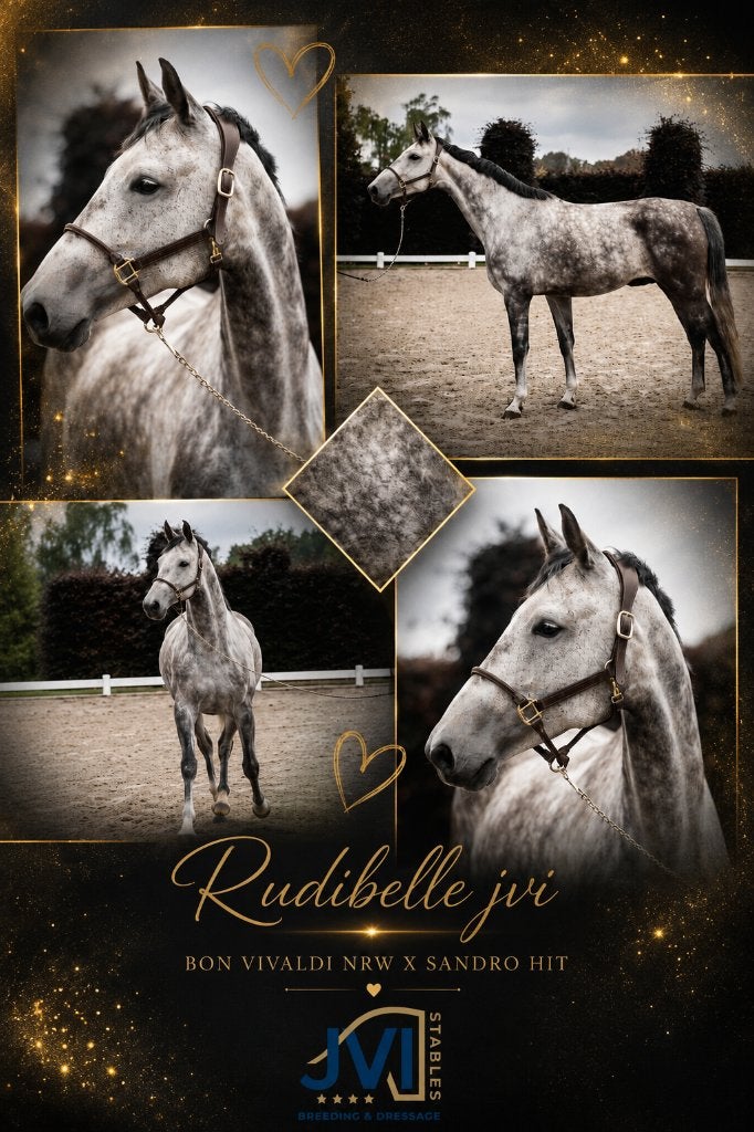Merrie + veulens dressuur, Animaux & Accessoires, Chevaux, Jument, Débourré