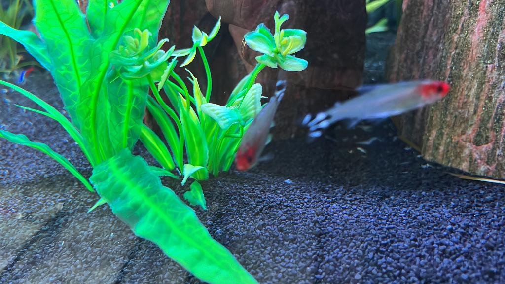 Poisson nez rouge, Poisson, Poisson d'eau douce