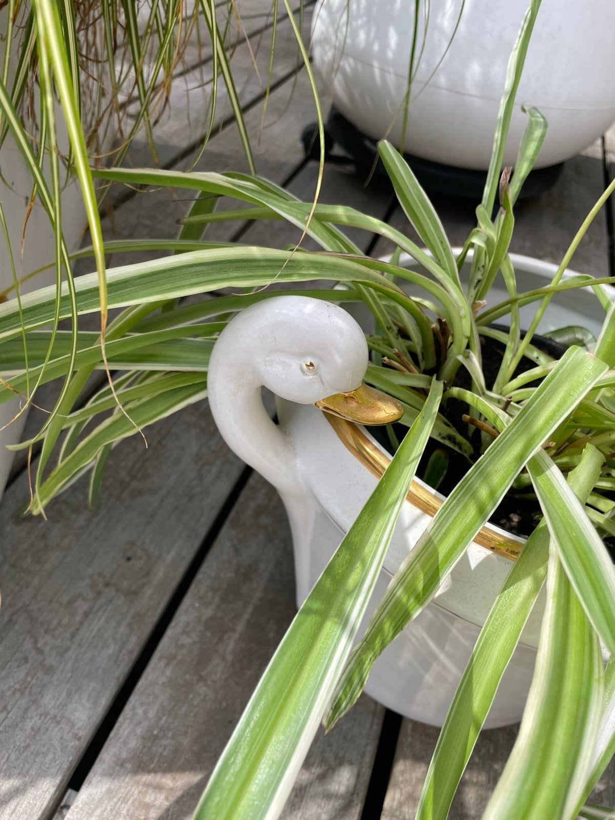 Plant, Dieren en Toebehoren