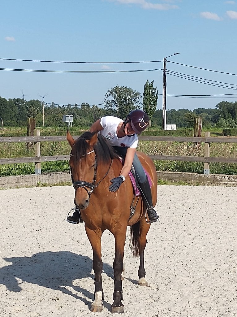 Freiberger merrie, allround gezinspaard, Merrie, Recreatiepaard, Met stamboom, 11 jaar of ouder
