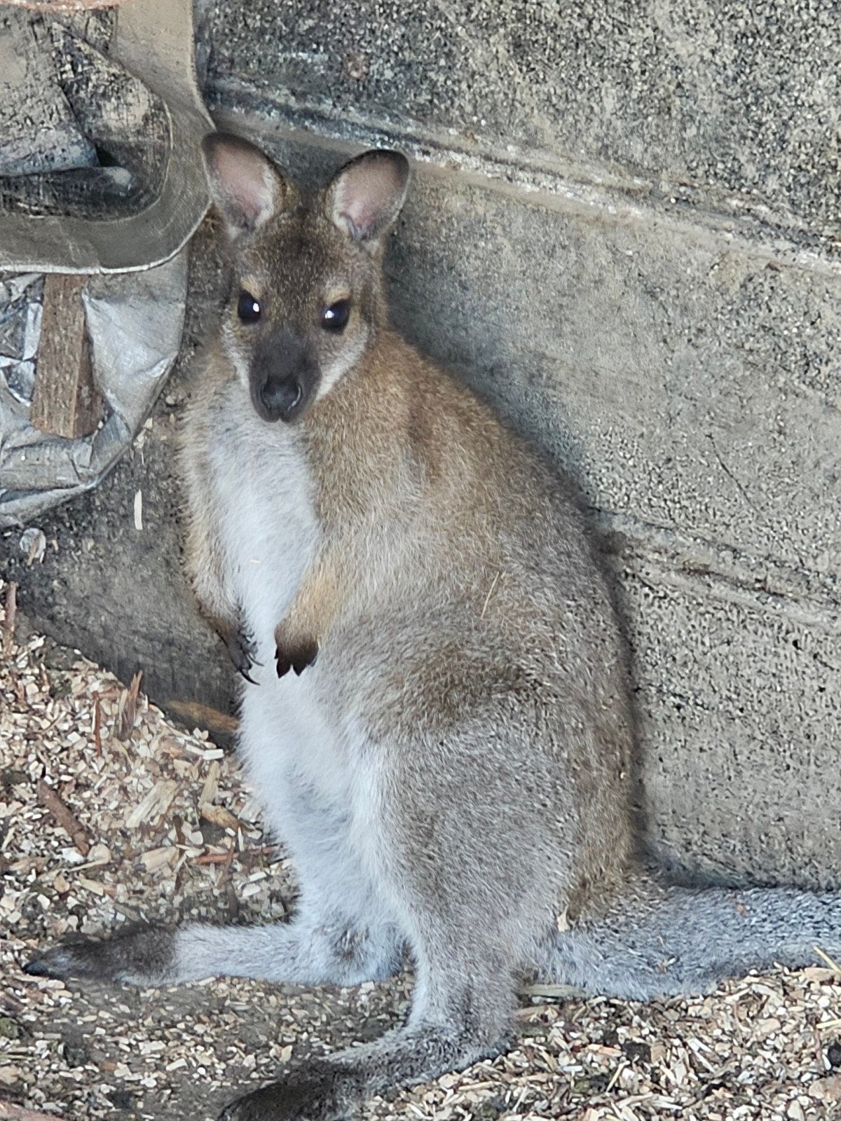 Wallaby's,  Mara's en alpaca's te koop, Dieren en Toebehoren, Overige Dieren, April, Meerdere dieren